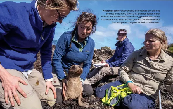  ??  ?? Most pups scurry away quickly after release but this one seemed in no hurry after (L–R) Shannon Taylor, Mariel Fulham, Mel Stonnill and Rachael Gray gathered data about its condition and collected blood, fur and faecal samples for later analysis to complete its health assessment.