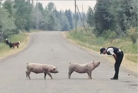  ?? THE CANADIAN PRESS/B.C. RCMP ?? Thousands of people have been displaced by wildfires in B.C., but the flames have also forced livestock left behind to flee beyond enclosures. RCMP Cpl. Janelle Shoihet says officers are patrolling communitie­s and helping to guide livestock back to...