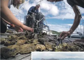  ?? Lochvision­s. Photograph: Philip Price/ ?? The oysters are placed in the cages to be lowered into Loch Craignish at Ardfern Yacht Centre in July 2020.