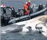  ?? THE CANADIAN PRESS / HO- MARINE ANIMAL RESPONSE SOCIETY ?? Researcher­s examine one of the North Atlantic right whales that have died in the Gulf of St. Lawrence this summer.