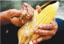  ??  ?? Malaysia has approved GM corn and soybeans for human consumptio­n.