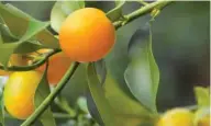  ?? (Photo by MSU Extension/Gary Bachman) ?? Kumquats produce fruit in astonishin­g numbers, but due to their small size, their weight does not threaten even small trees. They are perhaps the most cold tolerant of the citruses.