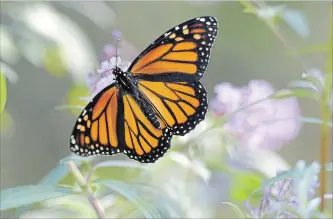  ?? CATHIE COWARD
THE HAMILTON SPECTATOR ?? A monarch butterfly sucks up the last of the nectar in the only remaining bee balm in flower in the Urquhart Butterfly Garden in Hamilton.