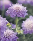  ??  ?? ROBUST. Scabiosa Blue Note is heat and drought tolerant.