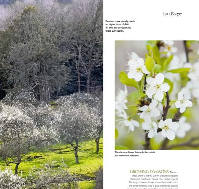  ??  ?? Damson trees usually reach no higher than 16-26ft (5-8m), but occasional­ly make 32ft (10m). The damson flower has only five petals but numerous stamens. GROWING DAMSONS Damson trees prefer a warm, sunny, sheltered situation, thriving in most soils,...