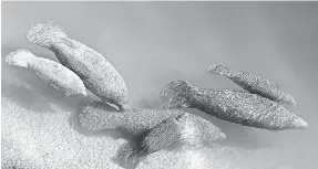  ?? LYNNE SLADKY/ AP ?? A group of manatees are pictured in a canal in Fort Lauderdale, Fla., in 2010.