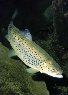  ??  ?? Sea trout.