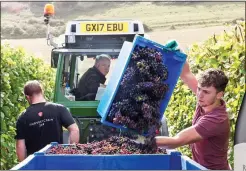  ??  ?? GRAPE EXPECTATIO­NS: A harvest at Rathfinny, and, right, the first vintage of sparkling wine from the East Sussex estate