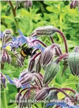  ??  ?? Bees love the borage, of course.