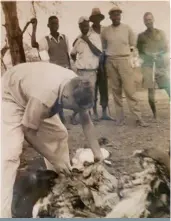  ?? FOTO: VERSKAF ?? ’n Jong Jackson in 1954 besig met ’n nadoodse ondersoek op Liebig’s Farm. Dié koei het aan tering gevrek.