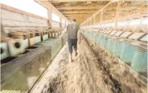  ?? GEOFF ROBINS/THE CANADIAN PRESS FILES ?? A rancher walks through his barn at his fur farm last month near St. Mary’s, Ont., where intruders broke into the property and released the mink.