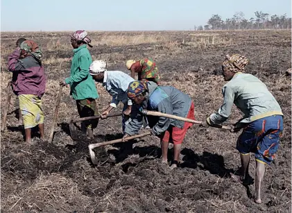  ?? FRANCISCO LOPES ?? Centenas de familias camponesas trabalham na preparação da terra para a plantação da batata rena e melhorar os seus rendimento­s