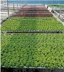  ??  ?? Thymebank’s hydroponic spray-free lettuce and herb operation consists of 5500 sqm of tunnel houses on 1.2 ha of land.