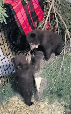  ?? HOWARD SMITH / ASPEN VALLEY WILDLIFE SANCTUARY ?? Two of the three bear cubs rescued from Banff National Park are seen playing in this video from the Aspen Valley Wildlife Sanctuary..