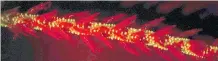  ?? MANABU BESSHO-UEHARA, MBARI VIA AP ?? The sea whip coral shows biolumines­cence under red light in a laboratory.