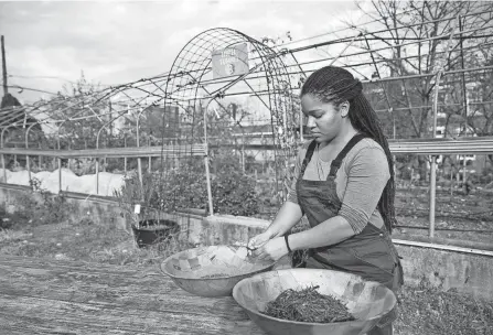  ?? PHILADELPH­IA INQUIRER HEATHER KHALIFA/THE ?? Amirah Mitchell works with pigeon pea seeds at Greensgrow Farms in Kensington, Pennsylvan­ia.