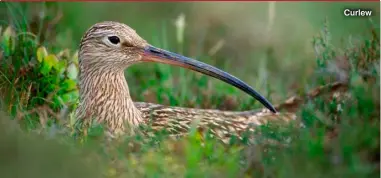  ?? ?? Curlew