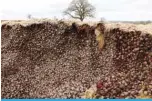  ?? ?? PENKRIDGE, UK: Some of the five hundred tons of beetroot that is being left to rot due to a collapse in demand, is seen at Woodhall Growers in Penkridge, central England on April 14, 2022. —AFP