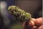  ?? Gabrielle Lurie / The Chronicle ?? A marijuana flower