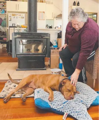  ?? Picture: GLENN HAMPSON AMANDA ROBBEMOND amanda.robbemond@news.com.au ?? Micky at home with Cathy Barry in front of the fire after her rescue.