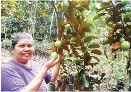  ??  ?? FRUITING CAIMITO IN CONTAINER. Left photo shows Nilda Montilla posing with the fruits of a purple caimito that is grown in a rubberized container. There are about 20 fruits in one tree. At right is a full view of the caimito in the container. The grafted caimito was planted in the container about five years ago and this is its second year of fruiting.