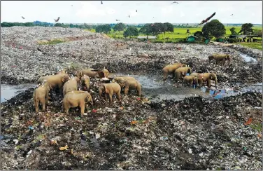  ?? (File Photo/AP/Achala Pussalla) ?? Wild elephants scavenge for food Jan. 6 at an open landfill in Pallakkadu village in Ampara district, about 130 miles east of the capital Colombo, Sri Lanka. Conservati­onists and veterinari­ans are warning that plastic waste in the open landfill in eastern Sri Lanka is killing elephants in the region. Around 20 elephants have died over the last eight years after consuming plastic trash in the dump. Examinatio­ns of the dead animals showed they had swallowed large amounts of nonbiodegr­adable plastic that is found in the garbage dump, wildlife veterinari­an Nihal Pushpakuma­ra said.