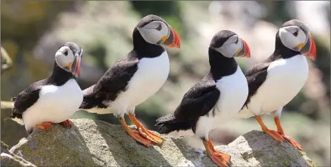  ?? (All photos: John Walsh) ?? Puffins on the Saltee Islands.