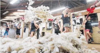  ?? Photo / NZME ?? The research could have ramificati­ons on Kiwi shearing sheds.