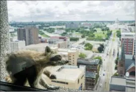  ?? EVAN FROST — MINNESOTA PUBLIC RADIO VIA AP ?? A raccoon stretches itself on the window sill Tuesday of the Paige Donnelly Law Firm on the 23rd floor of the UBS Tower in St. Paul, Minn. The raccoon stranded on the ledge of the building in St. Paul captivated onlookers and generated interest on social media after it started scaling the office building.