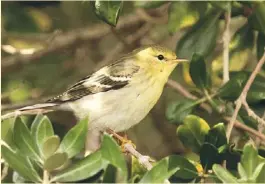  ??  ?? Blackpoll Warbler