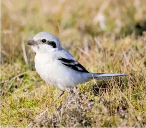  ??  ?? STEPPE GREY SHRIKE Whalsay, Shetland , October