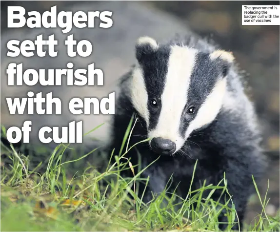  ??  ?? The government is replacing the badger cull with the use of vaccines