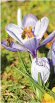  ?? Foto: Kerstin Weidner ?? Zwei Bienen besuchen einen Krokus im Schmutterp­ark.