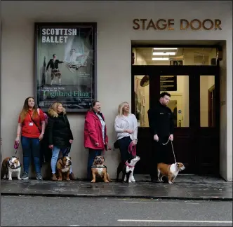  ??  ?? Hopeful pups lined up to audition for the part of Paulette Bonafonté’s dog Rufus in the musical