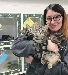  ?? ERIN PETROW ?? Heather Sutherland, SPCA public relations coordinato­r, holds Woodstock, Stormy and Pennywise, who are all looking for a new home.