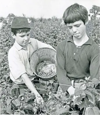  ?? ?? Local lads at the berry picking in 1963, a tradition that has fallen away over the years.