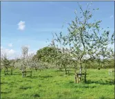  ??  ?? An orchard on the National Trust’s Killerton Estate