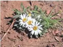  ?? MARE CZINAR/SPECIAL FOR THE REPUBLIC ?? Stemless daisies bloom early spring through summer.