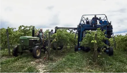  ??  ?? Niche variety: Workers at Atwater mechanical­ly picking grapes that will be used to make the unique amber-coloured wine. (Right) The debutant which is creating a buzz in the industry. — AP