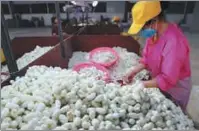  ?? FOR CHINA DAILY YANG CHENGLI / XINHUA LIU JINYIN / ?? A worker weaves silk at a factory in Rongjiang. Workers process cocoons at a silk factory in Rongjiang.