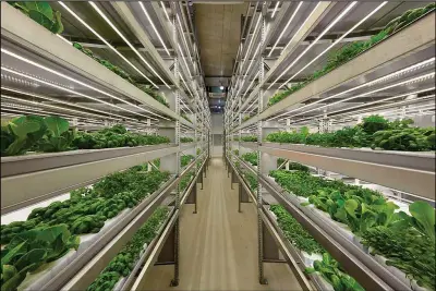  ?? (Photo courtesy of https:// commons.wikimedia.org/wiki/File:IFarm.fi_Vertical_farm_Finland.jpg) ?? This vertical farm in Finland produces hydroponic greens and herbs.