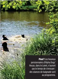  ??  ?? Plouf ! Les heureux pensionnai­res d’Alpha Dogs’ House, dans le Loiret, n’auront pas le temps de s’ennuyer : des séances de baignade sont au programme.