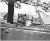  ??  ?? President Franklin D. Roosevelt drives Oct. 23, 1944, as his Scottish terrier, Fala, enjoys the ride around the president’s estate grounds at Hyde Park, New York.