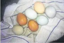  ?? CONTRIBUTE­D ?? How much does a dozen eggs cost if you’re raising chickens yourself? About $1.25 for Barb Baker of Port Williams, N.S.