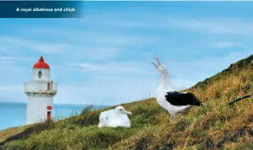  ??  ?? A royal albatross and chick