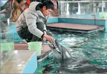  ?? ZHOU QING / FOR CHINA DAILY LIN SHANCHUAN / XINHUA ?? Top: Chinese white dolphins swim beside a ship near Huoshaoyu Island.
Above: An animal worker from the White Dolphin Rescue and Breeding Base feeds a rescued dolphin in January.