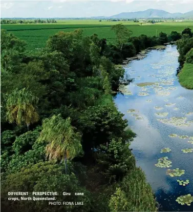  ?? PHOTO: FIONA LAKE ?? DIFFERENT PERSPECTIV­E: Giru cane crops, North Queensland.