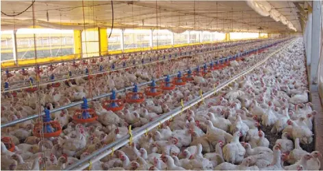  ??  ?? Vamos los pollos. El sector avícola es uno de los que podría tener importante­s beneficios con un acuerdo que facilite su acceso al mercado europeo. También el de la carne porcina, carne bovina, frutas frescas, lácteos, maíz y trigo, entre otros.