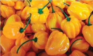  ??  ?? The yellow Habanero hybrid from East-West which could outyield the varieties in the market today.