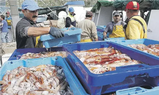  ?? Foto: Ángel García ?? Frischer geht’s kaum: auch in Calp können Fisch und Meeresfrüc­hte direkt von den Fischern gekauft werden